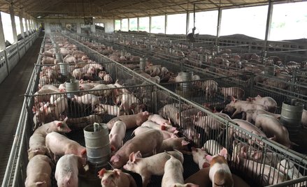 Ferma w chińskim Ezhou zajmuje dwa 26-piętrowe budynki i może produkować 1,2 mln świń rocznie