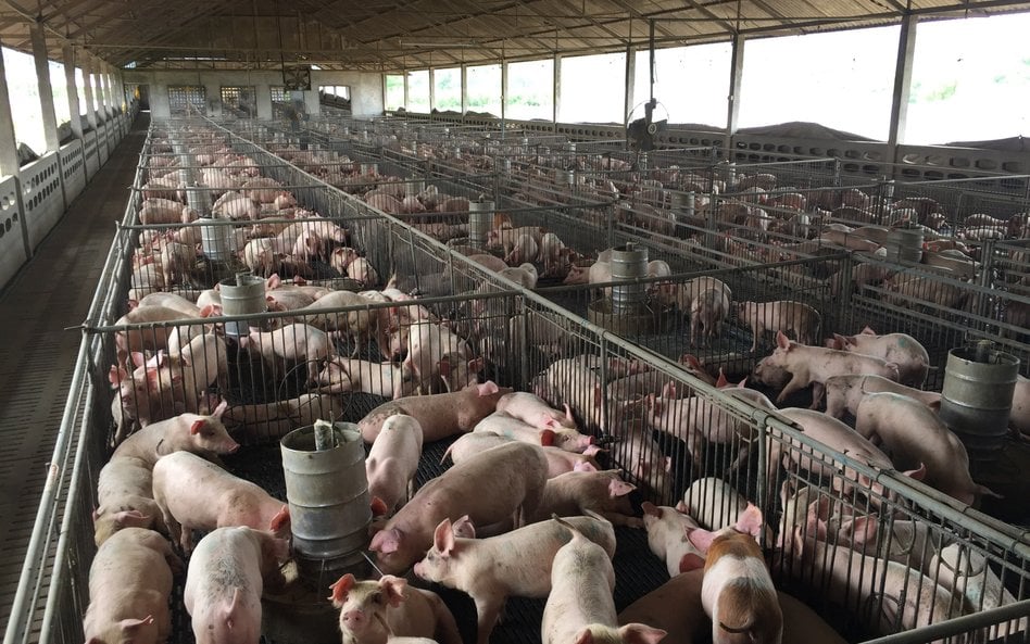 Ferma w chińskim Ezhou zajmuje dwa 26-piętrowe budynki i może produkować 1,2 mln świń rocznie