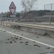 Hiszpania: Tajemnicza śmierć setek ptaków na drodze