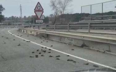 Hiszpania: Tajemnicza śmierć setek ptaków na drodze