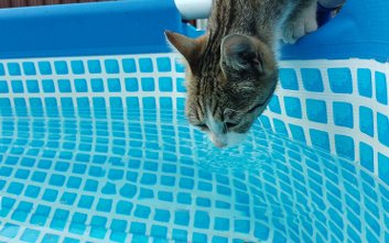 Upał doskwiera zwierzętom tak samo jak ludziom