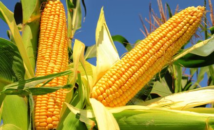 Typ techniczny: kukurydza może zaatakować kolejne ważne poziomy