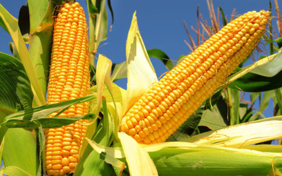 Typ techniczny: kukurydza może zaatakować kolejne ważne poziomy