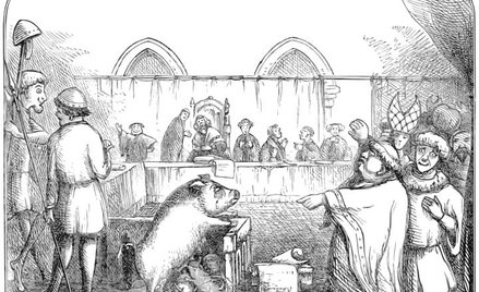 W 1386 r. w normandzkim mieście Falais przed sądem stanęła trzyletnia maciora oskarżona o zamordowan