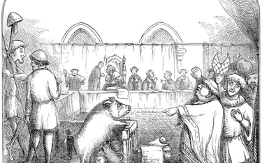 W 1386 r. w normandzkim mieście Falais przed sądem stanęła trzyletnia maciora oskarżona o zamordowan