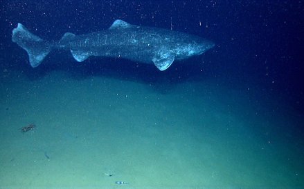 Występuje na głębokości od 200-2400m. Rekiny te osiągają dojrzałość płciową w wieku 156 lat (± 22 la