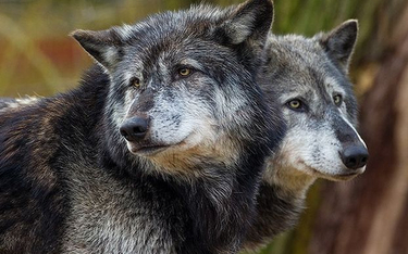 Norwegia ogranicza odstrzał wilków