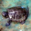 Ustanowienie Natura 2000 Mazurska Ostoja Żółwia Baranowo niezgodnie z prawem?