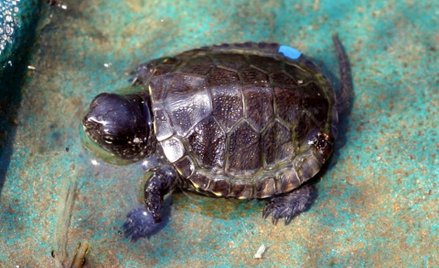 Ustanowienie Natura 2000 Mazurska Ostoja Żółwia Baranowo niezgodnie z prawem?