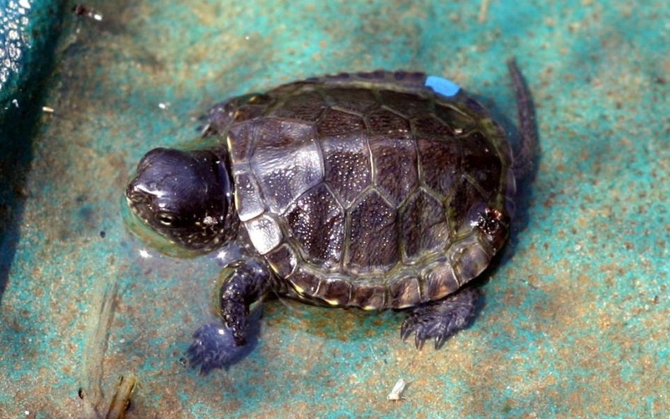 Ustanowienie Natura 2000 Mazurska Ostoja Żółwia Baranowo niezgodnie z prawem?