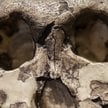Dotychczas cechy gatunku Paranthropus boisei oceniano głównie na podstawie odkrytych skamieniałości 