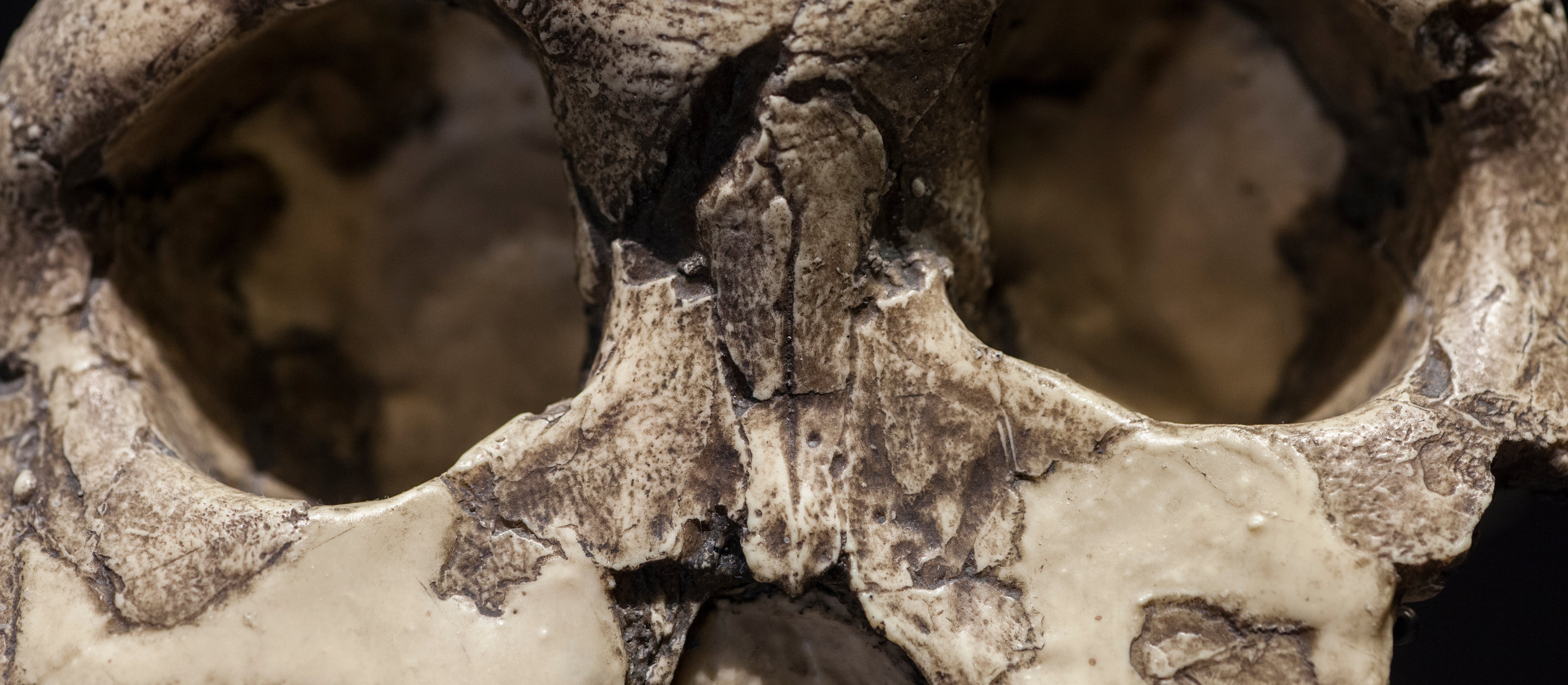 Przełomowe odkrycie zmienia spojrzenie na przodków człowieka. Co ujawniło nowe badanie?