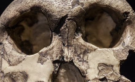 Dotychczas cechy gatunku Paranthropus boisei oceniano głównie na podstawie odkrytych skamieniałości 