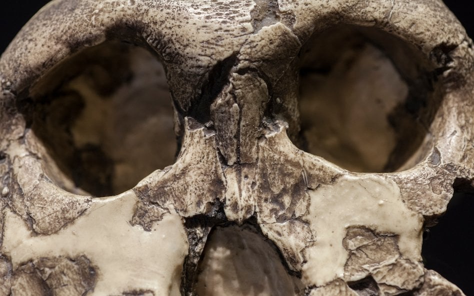Dotychczas cechy gatunku Paranthropus boisei oceniano głównie na podstawie odkrytych skamieniałości 
