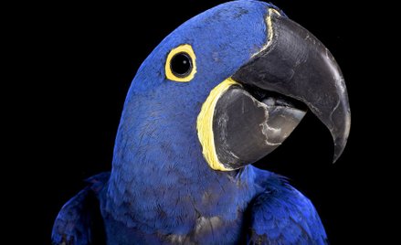 Największa papuga w historii była kanibalem? Mierzyła metr