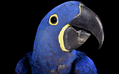 Największa papuga w historii była kanibalem? Mierzyła metr