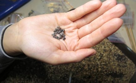 Pestki to dowód na uprawę wina w zachodniej części pustyni Negew w czasach starożytnych / Uniwersyte