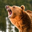 Atak niedźwiedzia grizzly. Zginęła para i ich pies