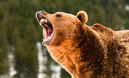Atak niedźwiedzia grizzly. Zginęła para i ich pies