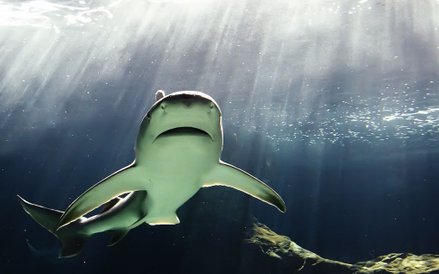 Występuje na głębokości od 1-30m. Dobrze znosi wody słodkie, choć nie jest gatunkiem słodkowodnym. W