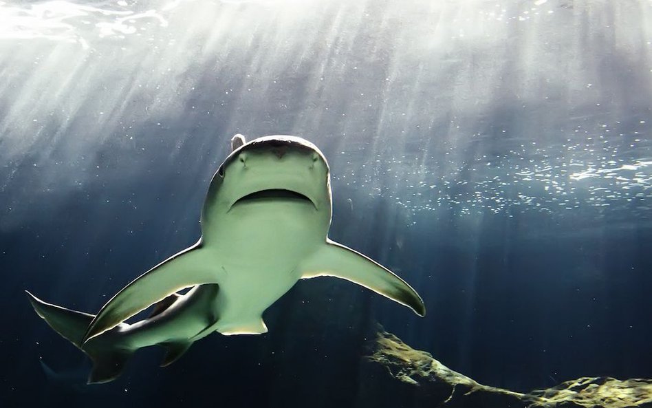 Występuje na głębokości od 1-30m. Dobrze znosi wody słodkie, choć nie jest gatunkiem słodkowodnym. W
