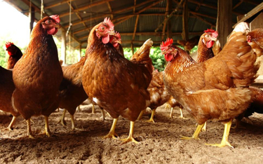 Ukraińskie kurczaki chcą wyprzedzić nasz drób