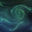 Zielone wiry na Bałtyku uchwycone przez satelitę Landsat-8