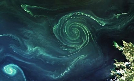 Zielone wiry na Bałtyku uchwycone przez satelitę Landsat-8