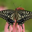 Motyl Papilio xuthus zainspirował naukowców, którzy opracowali czujnik zdolny do „widzenia” komórek 