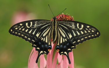 Motyl Papilio xuthus zainspirował naukowców, którzy opracowali czujnik zdolny do „widzenia” komórek 