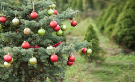 Rzym dyskutuje o tegorocznej, drogiej choince świątecznej