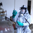 Niezwykle niebezpiecznego wirusa H5N1, tzw. ptasiej grypy, stworzyli w warunkach laboratoryjnych hol