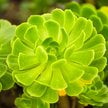 Wstrzyknięcie roślinom nanocząsteczek zamiast edycji genów pozwoliło badaczom stworzyć rośliny świec