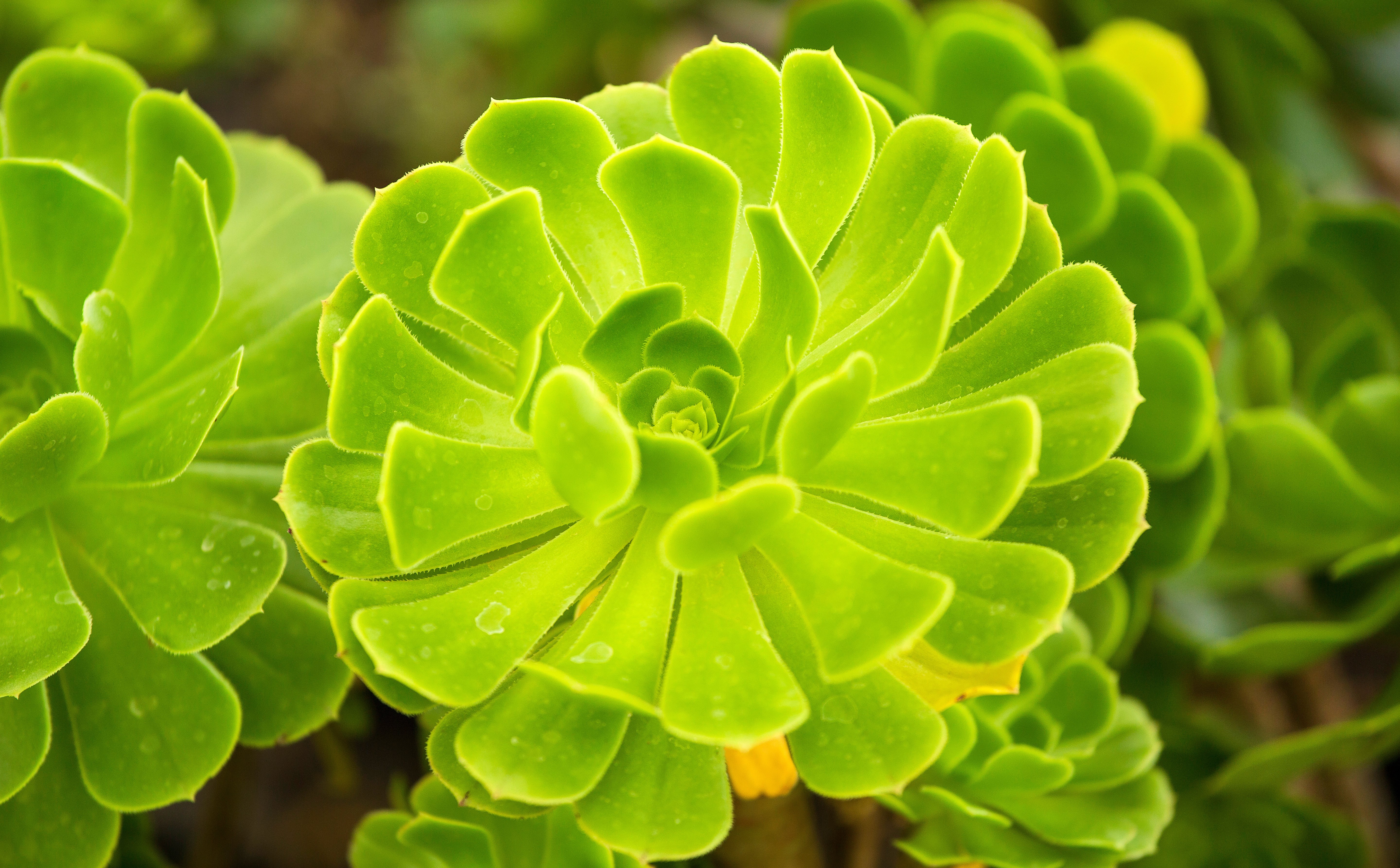 Zielone lampy przyszłości? Naukowcy stworzyli rośliny, które świecą w ciemności