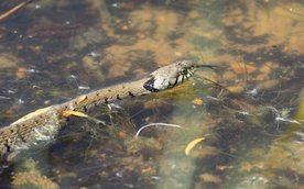 Spacer „Płazy i gady nad Wisłą” odbędzie się we wtorek, 5 sierpnia