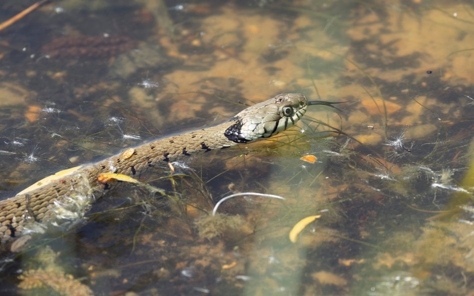 Spacer „Płazy i gady nad Wisłą” odbędzie się we wtorek, 5 sierpnia