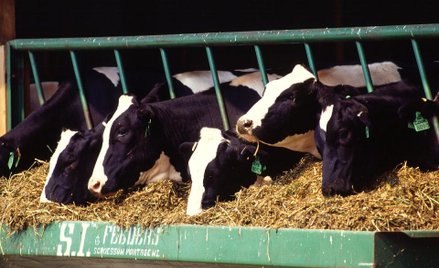 Targi zwierząt pełne przemocy