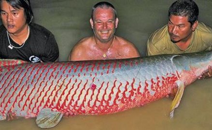 Arapajma, największa ryba słodkowodna, żyje w Amazonce. Czy taki kolos urośnie u nas?