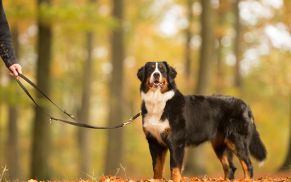 Tylko w określonych przypadkach pies może biegać po lesie bez smyczy