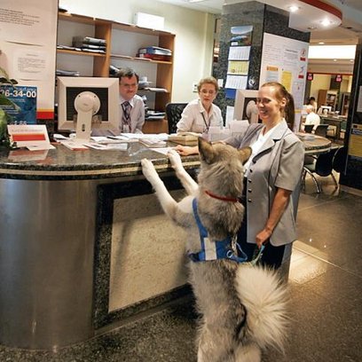 Nie obowiązują formalne ograniczenia dotyczące wchodzenia mieszkańców z pupilami