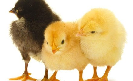 Dalekie rynki otwierają się na polski drób