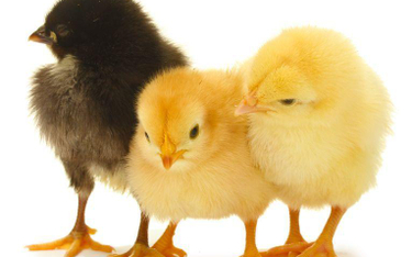 Polscy producenci drobiu boją się tanich kurczaków z Brazylii