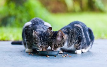 W ramach akcji Radia Kolor wyróżnione zostaną osoby, które na co dzień dbają o los zwierząt w Warsza