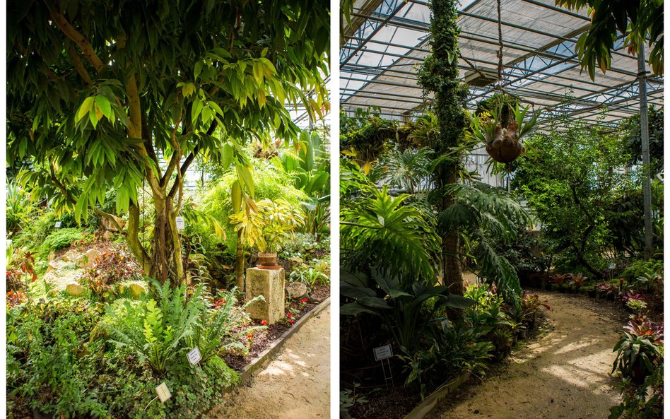 Ogród Botaniczny w Powsinie