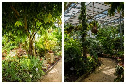 Ogród Botaniczny w Powsinie