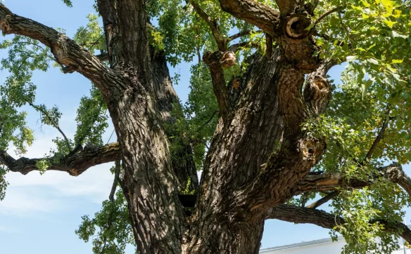 Bielańska topola czarna zajęła trzecie miejsce