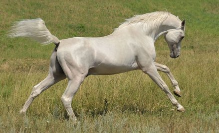 "Pride of Poland": Przesłuchania za granicą