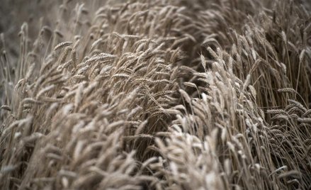 W Polsce przybywa ekologicznych pól