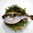 Ryba fugu uchodzi w Japonii za kulinarny rarytas
