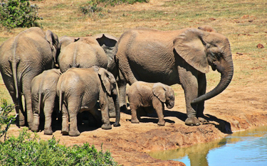 Słoń stratował myśliwego w Namibii